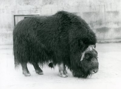 A Female Musk Ox at London Zoo, April 1923 by Frederick William Bond